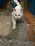 Уличный котик, очень ласковый