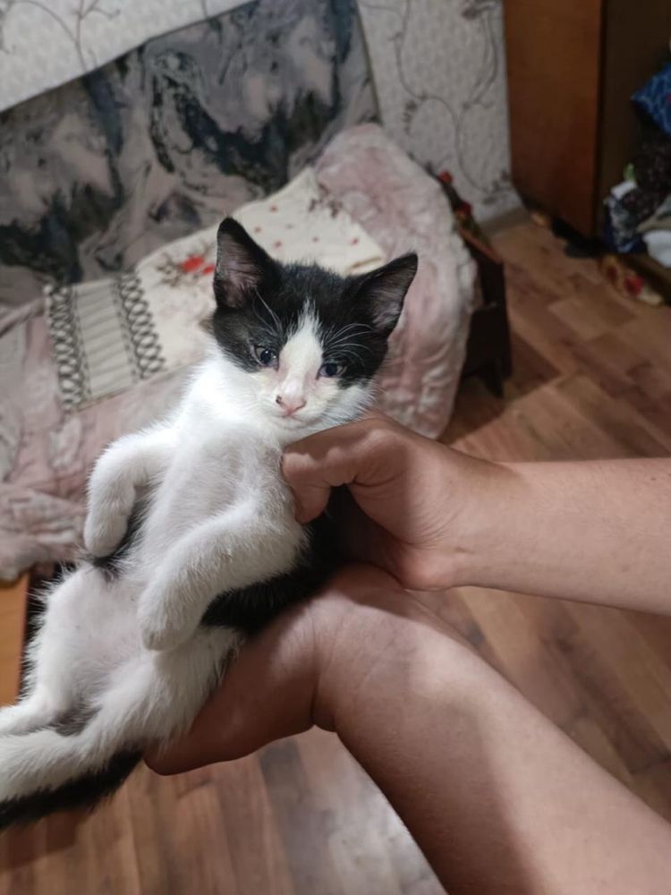 Отдам котят в хорошие руки