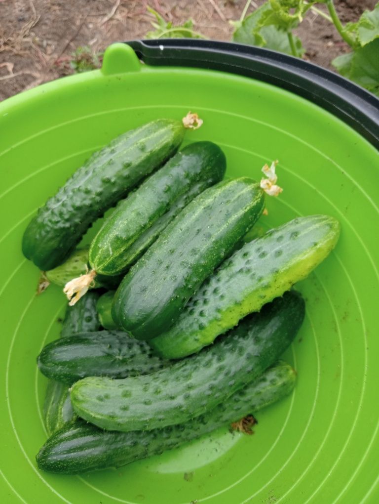 Дачные   огурцы для еды и  засолки