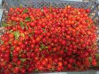 Продам черешню кисло - сладкую