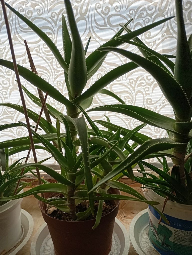 Алоэ лечебное алое