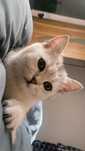 Срочно продаётся котёнок шиншилла