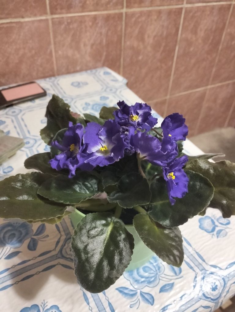 Продам комнатные цветы