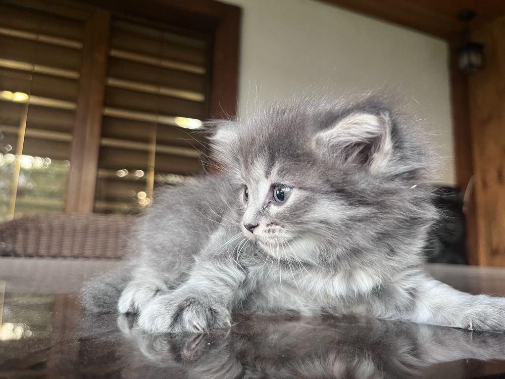 Котенок ,девчка 1,5месяца