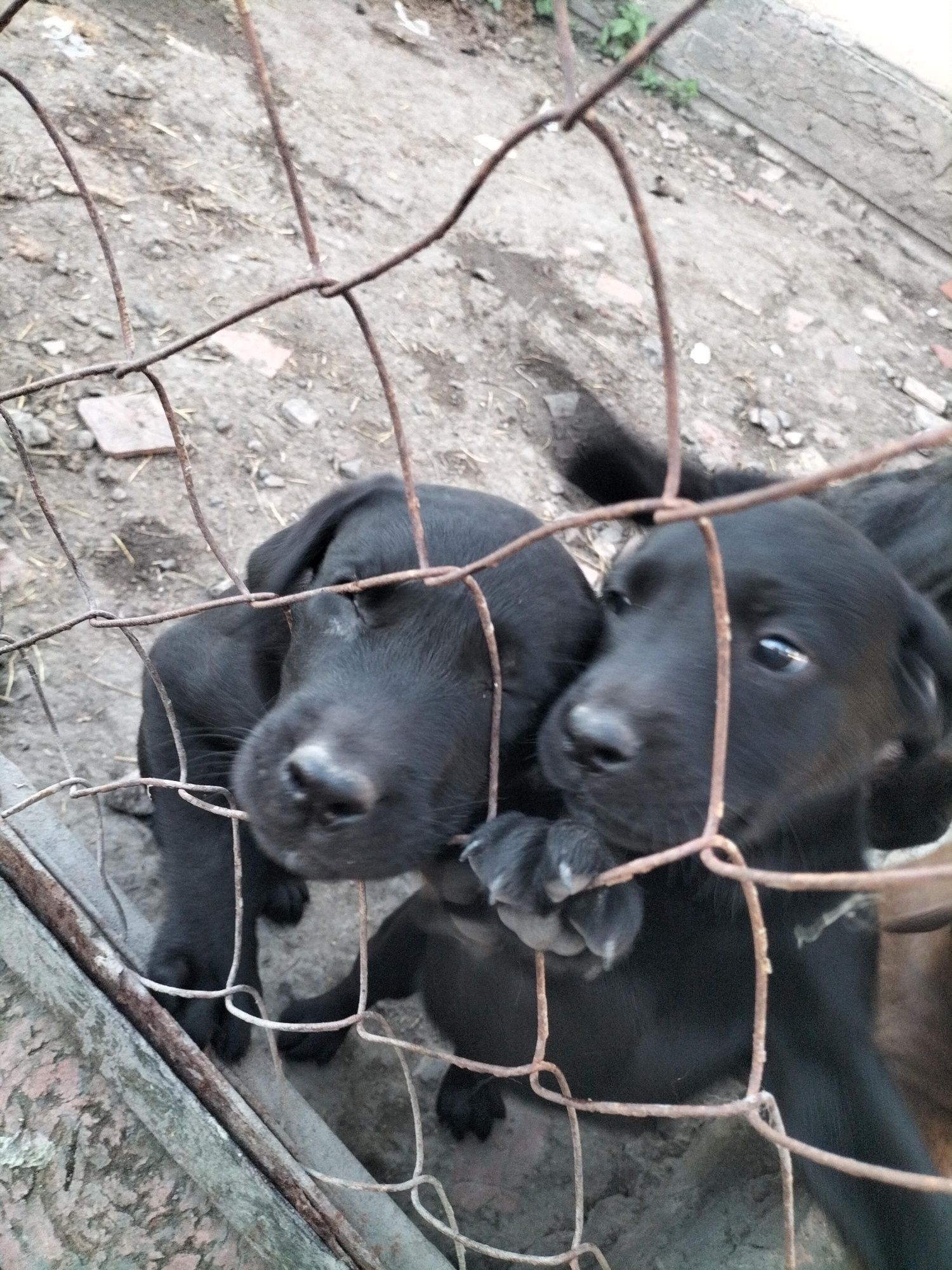 Продам щенят породы лабрадор