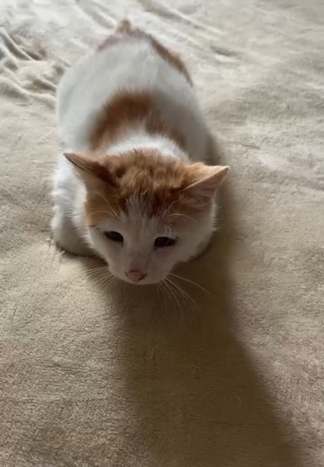 Котик Борис в добрые руки