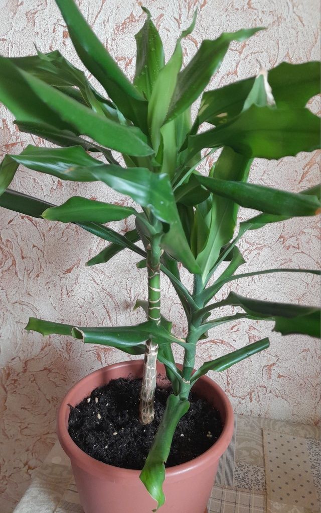 Комнатные цветы.