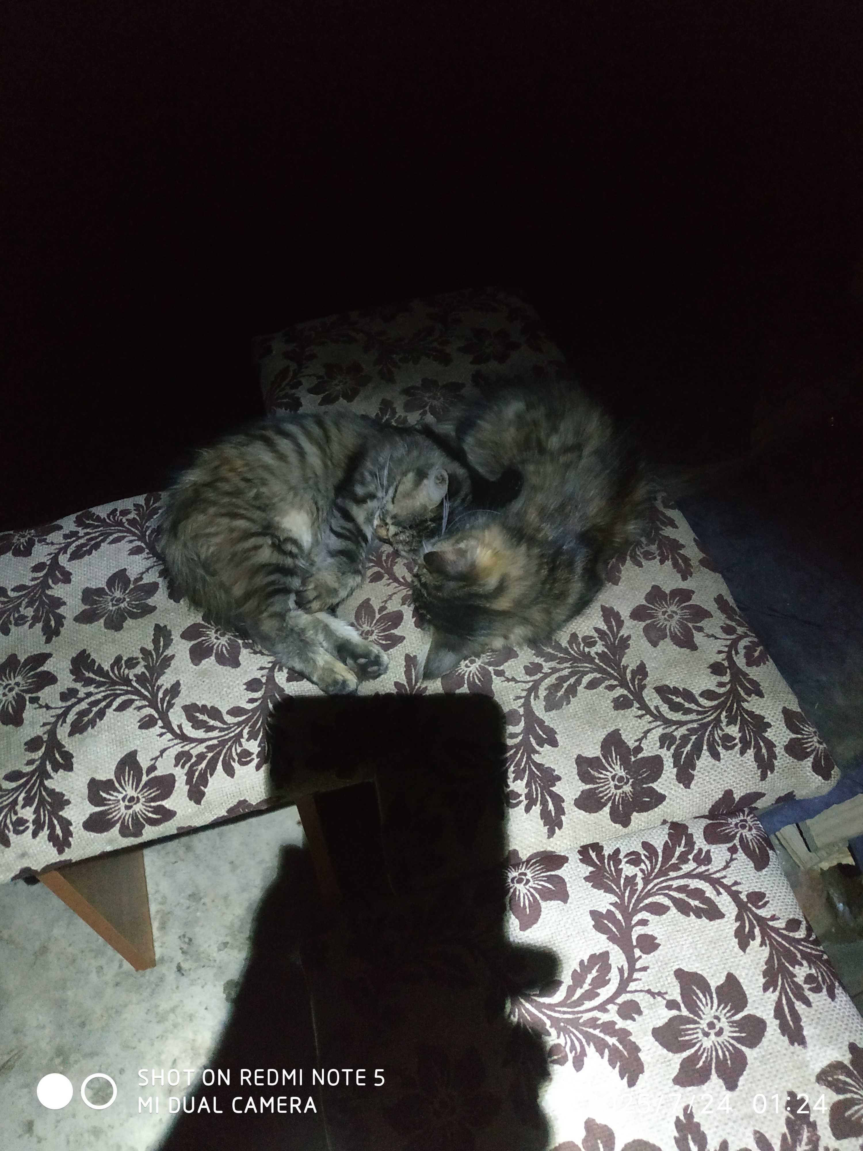 Отдам бесплатно котят