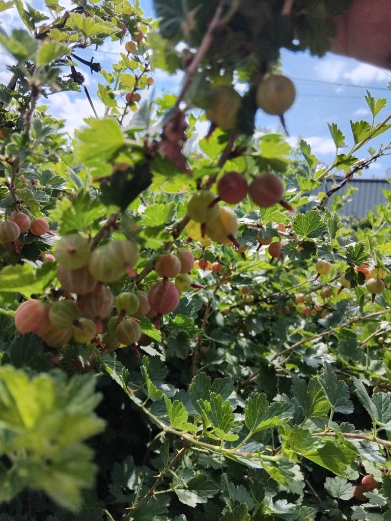 Продажа вишни домашней