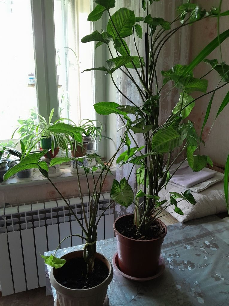 Продам комнатные цветы