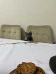 Котенок серый маленький