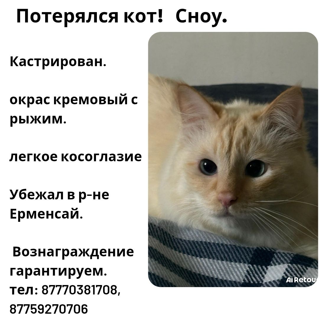 Пропал кот домашний