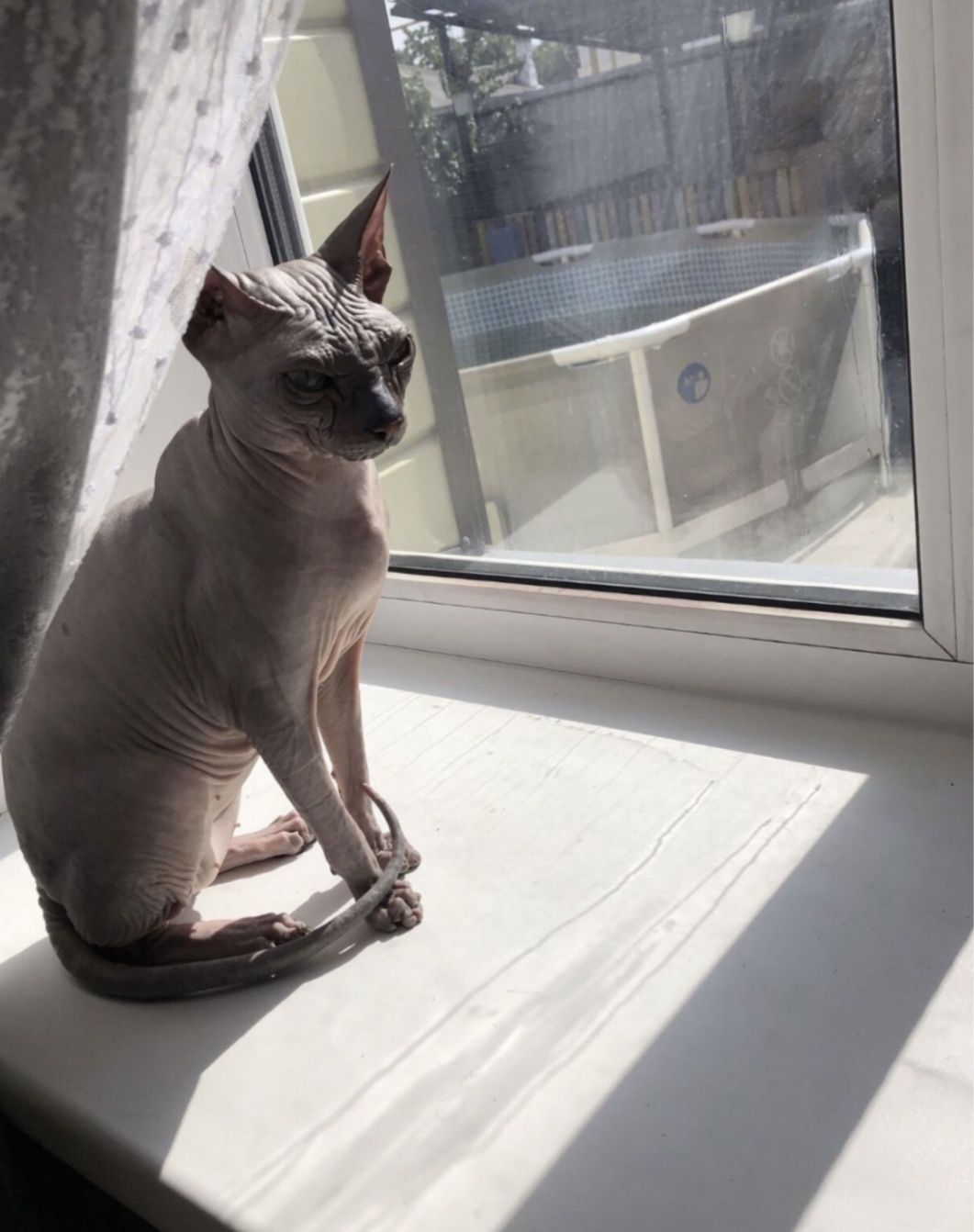 Котик Ярик( вязка)