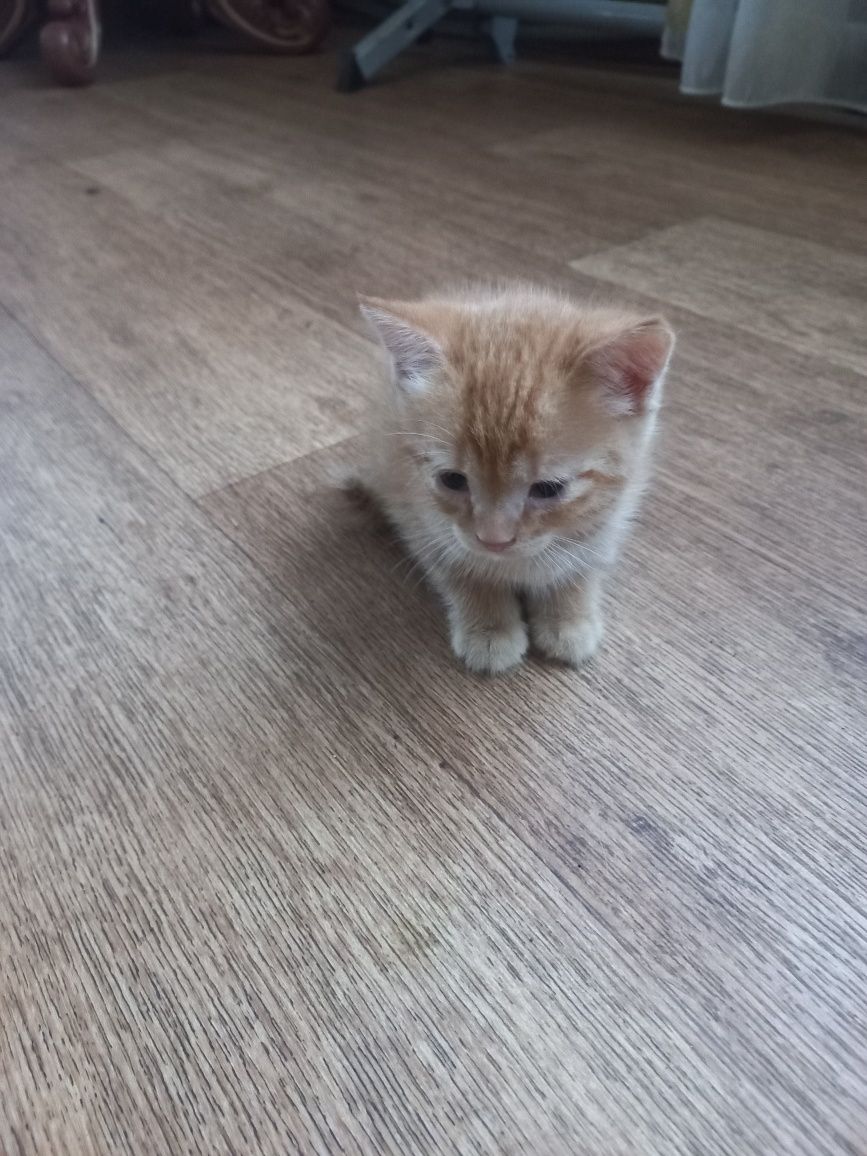 Отдам котят 1.5 месяца