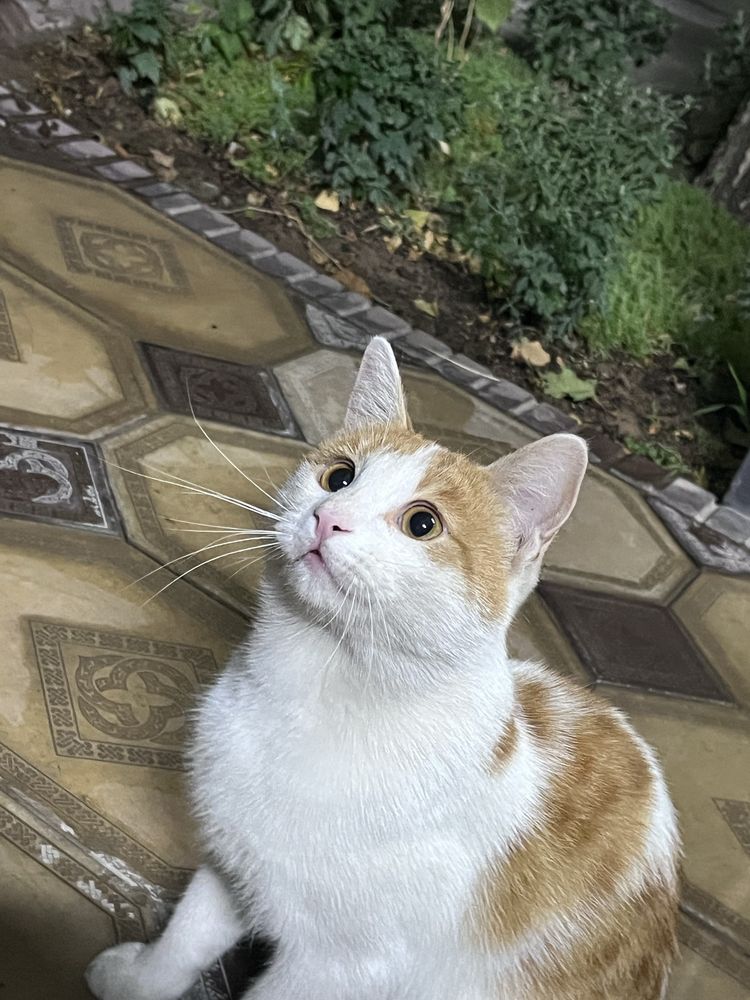 Отдаю кота в хорошие руки