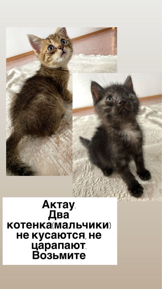 Мысык дени сау. Тырнамайды тистемейди любой тамак жейди