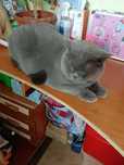 Кот Арчик .Отдам в хорошие руки. Кот домашний. К лотку приучен.