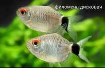 Филомена дисковая