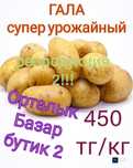 Картофель семена ГАЛА