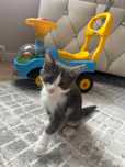 Отдам котенка в хорошие руки
