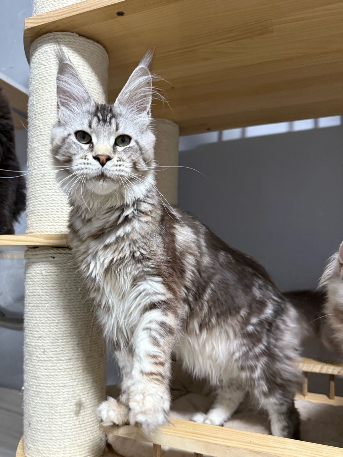 Роскошные котята мейнкуны