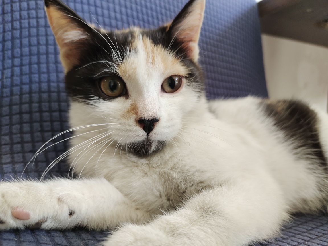 Котенок ищет дом