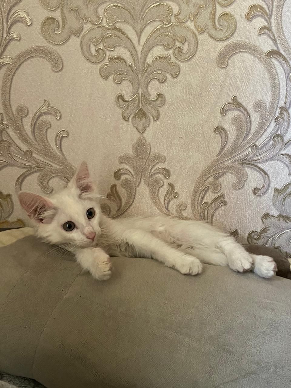 Отдам кошечку в добрые руки!