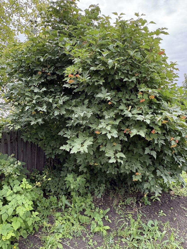 Срочно продам дачу