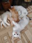 Отдам котят в хорошие руки