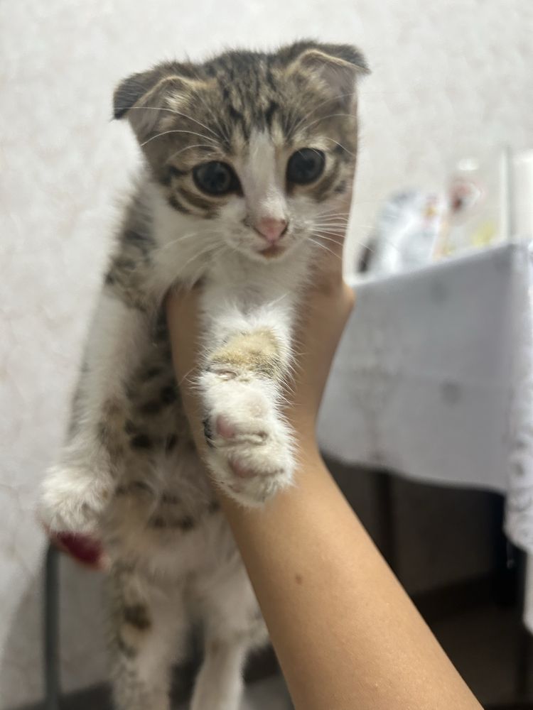 Котенок девочка на половину вислоухая
