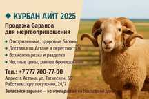 Бараны на Курбан айт | Доставка по Астане | Работаем 24/7