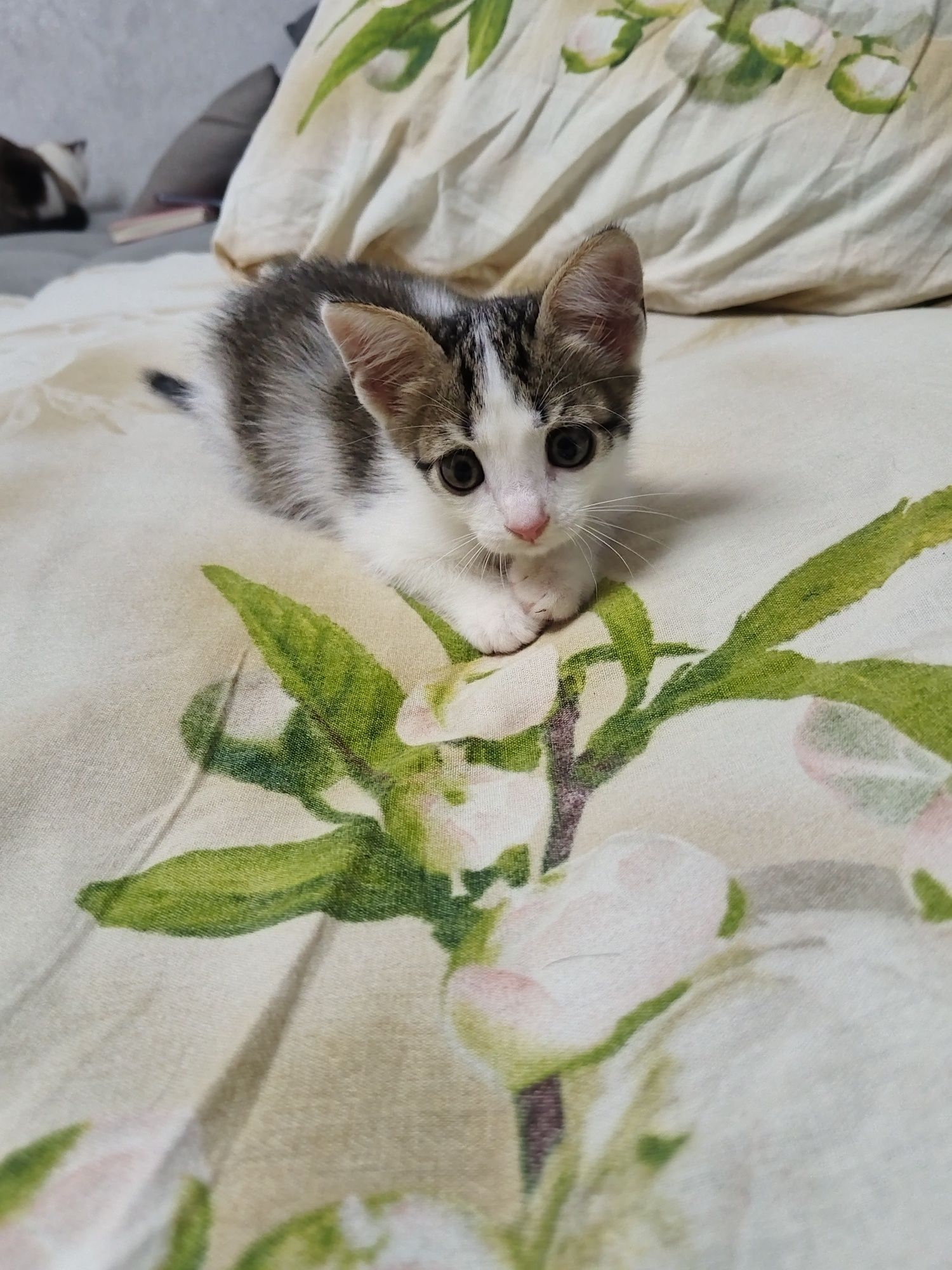 Отдам котёнка только в добрые руки