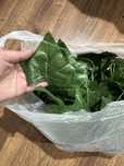 Лиана для украшения комнаты