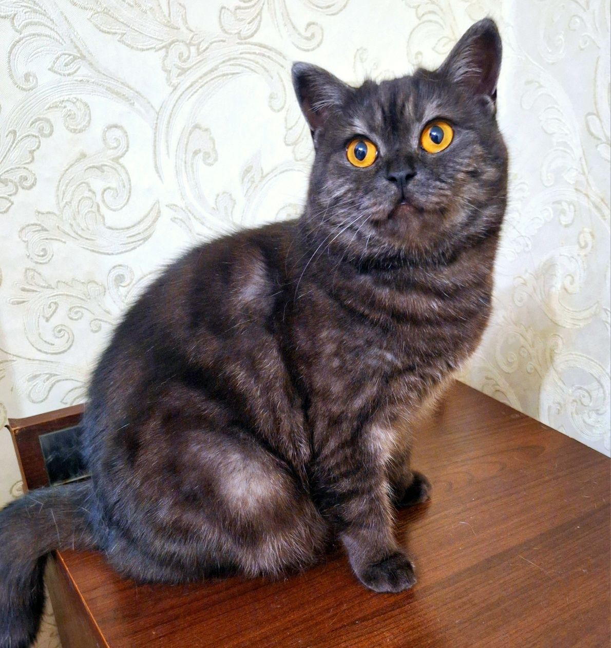 Шотландская кошечка  Алиса . .Стерелизована