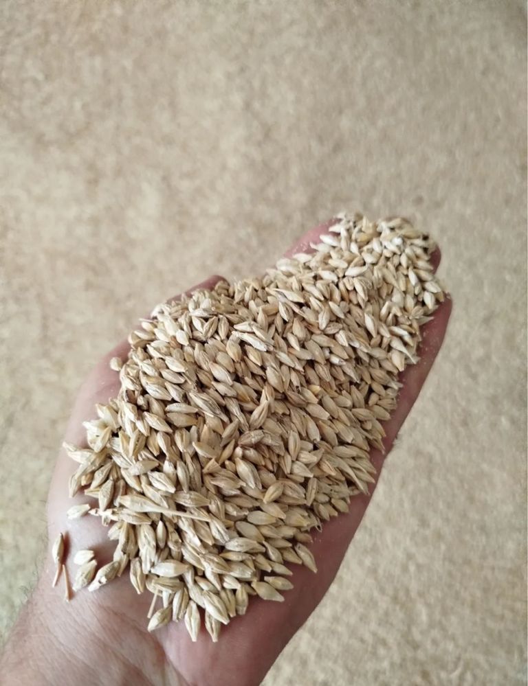 Продам ячмень 2-сорт Арпа