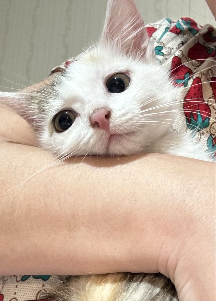 Котенок 2 месяца