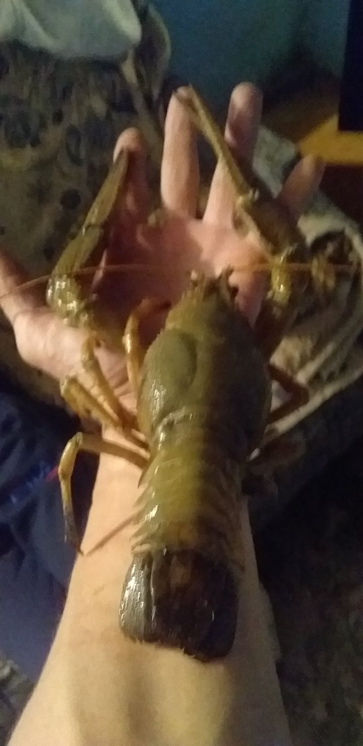 Раки живые и вареные
