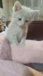 Котята ищут дом и заботливые хозяев