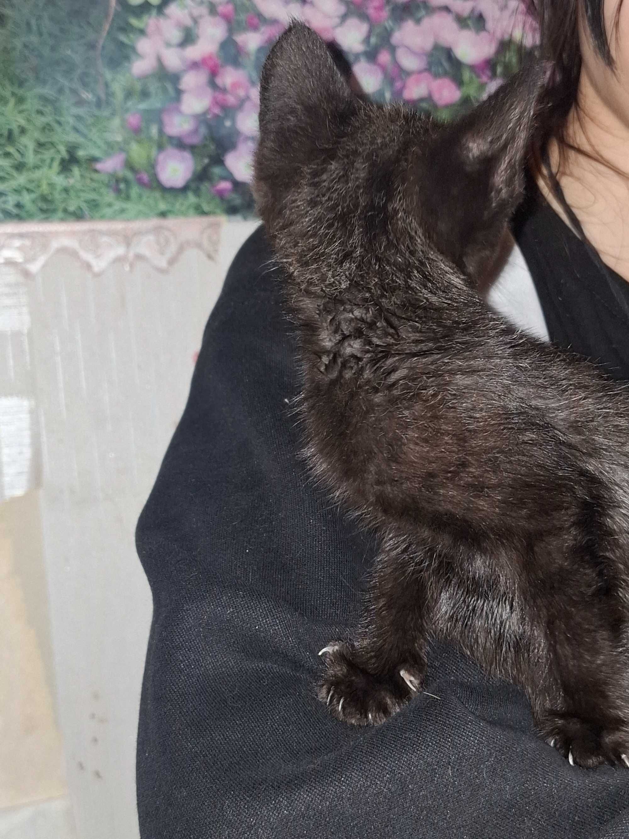 Котёнок, девочка чёрный. 2-3 месяца