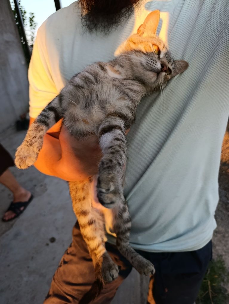 Кошка в добрые руки