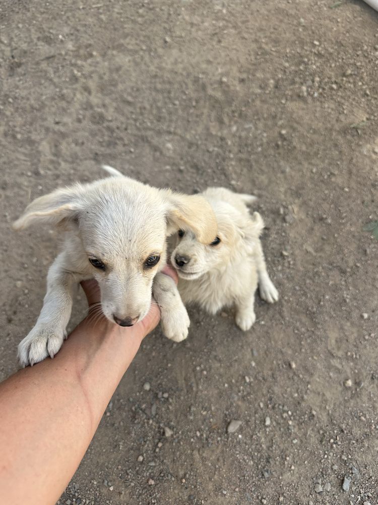 Отдам в хорошие руки