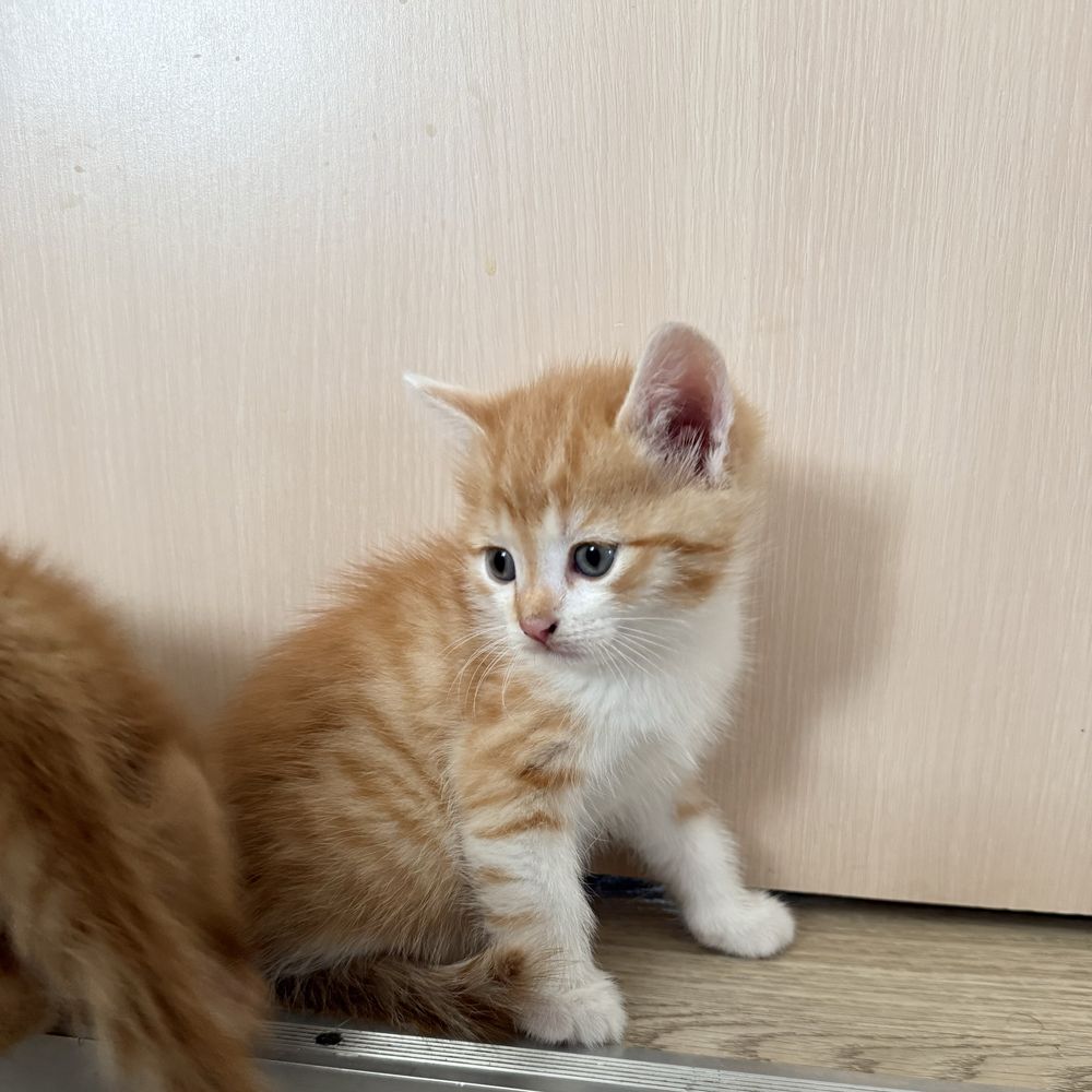 Котят в добрые руки