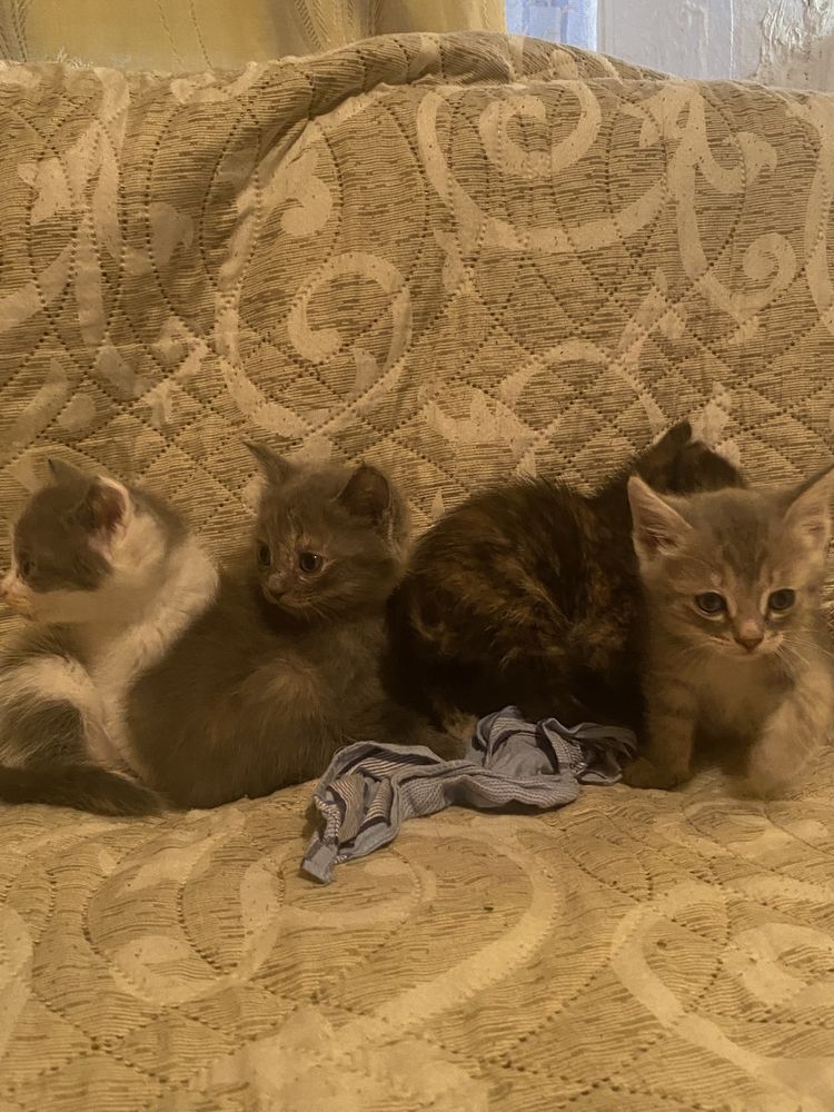 Отдам котят бесплатно