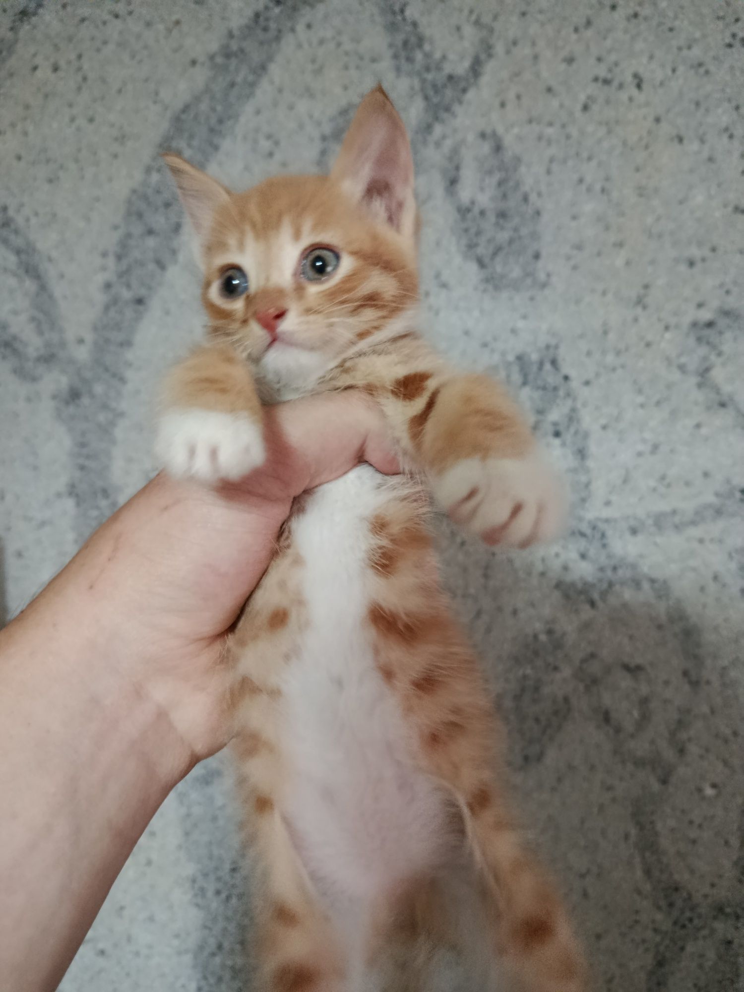 Отдам котенка 3 месяца