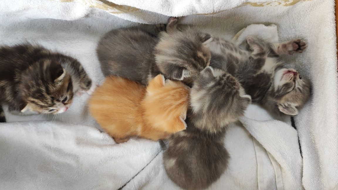 Отдам котят в добрую семью