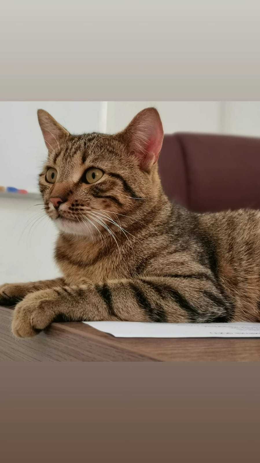 Котик в добрые руки