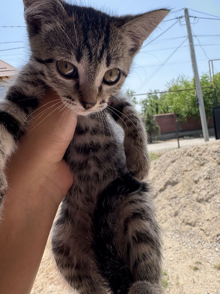 Отдаю котят бесплатно