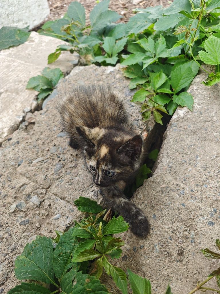 Ласковые Котята Мышеловы Избавят Дом от Мышей и Крыс