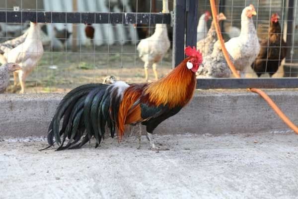 Карликовые куры продажа