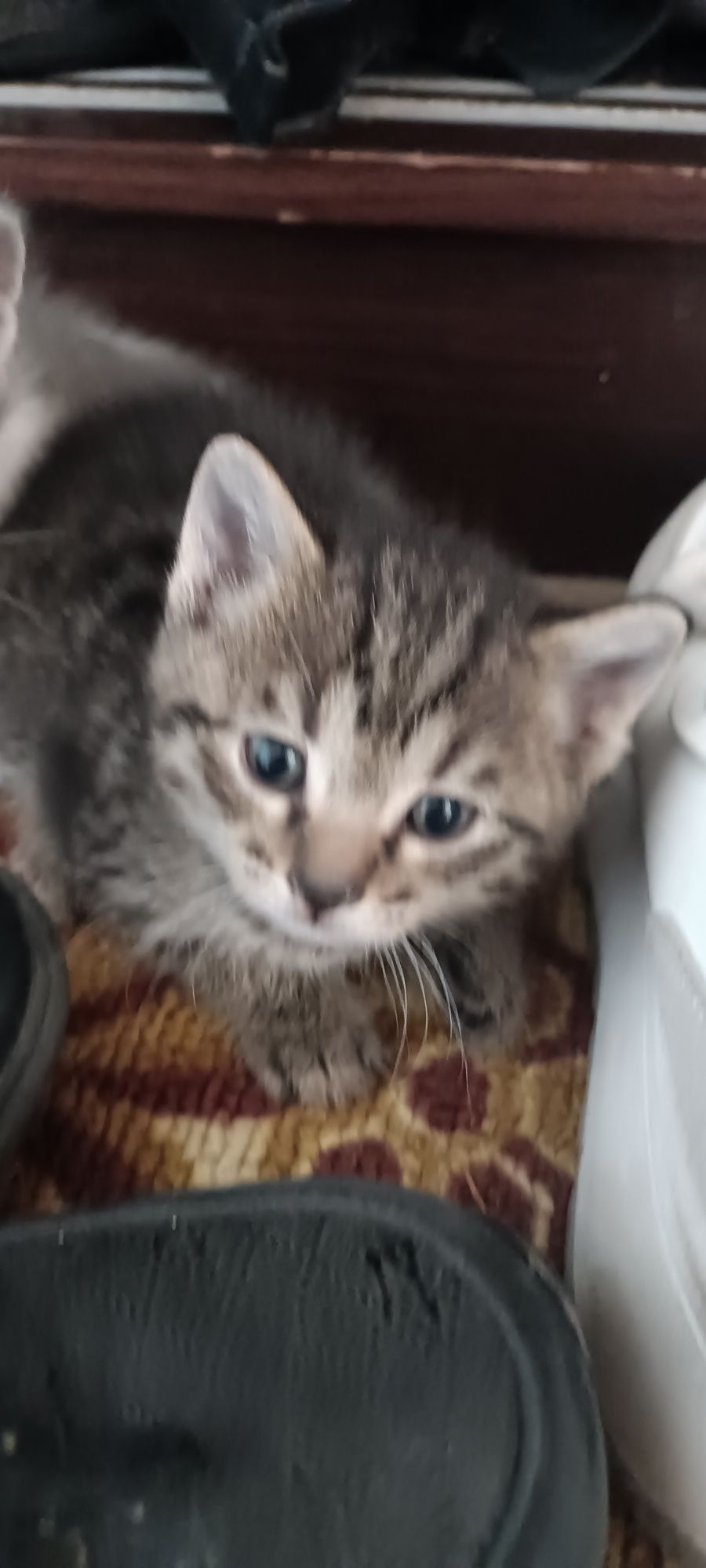 Котята очень красивые